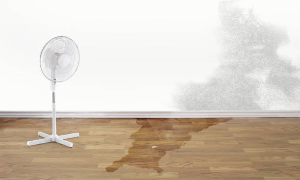 Best Water damage contractors near me  in Hollywood Park, TX