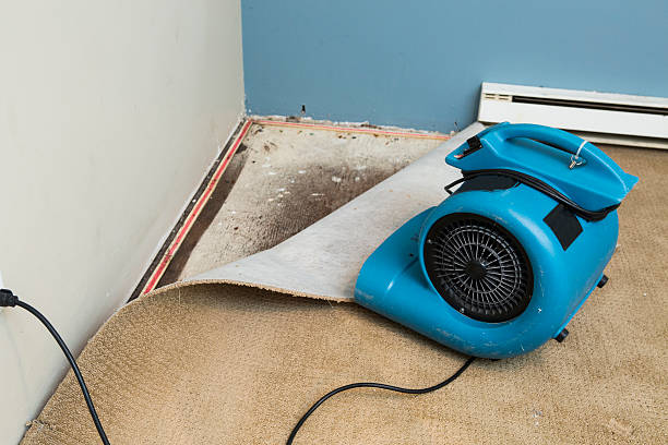 Best Basement water damage restoration  in Hollywood Park, TX